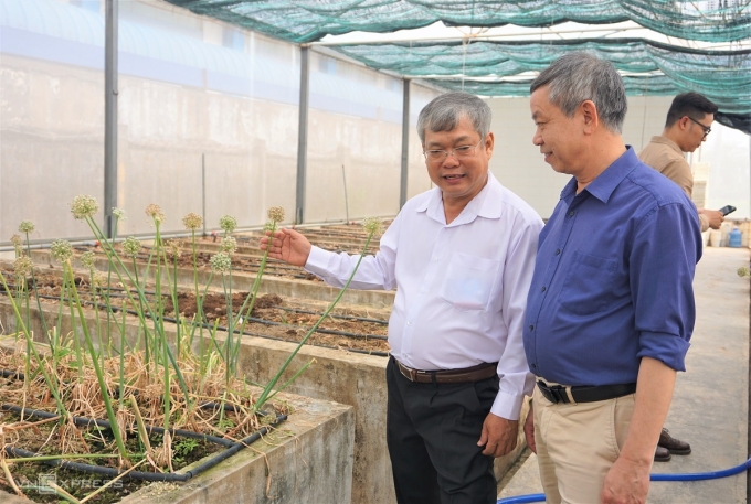 TS Hồ Huy Cường, Viện trưởng ASISOV giới thiệu mô hình nghiên cứu giống hành tím với GS.TS Phạm Văn Toản - Phó Giám đốc Viện Khoa học Nông nghiệp Việt Nam. Ảnh: Thảo Chi