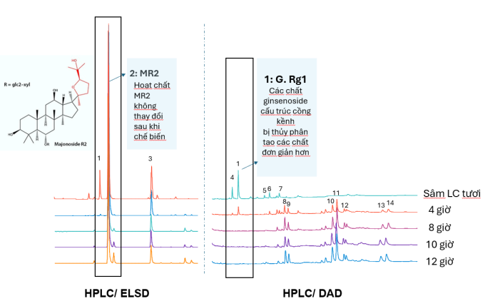 Sự biến đổi các thành phần hoạt chất trong quá trình chế biến hồng sâm Lai Châu. Ảnh: