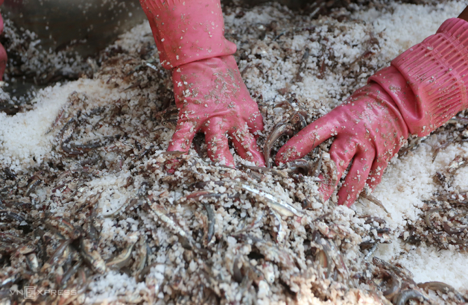 Cá cơm trộn đều với muối với bốn cá một muối. Ảnh: Đắc Thành