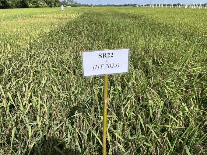 Giống lúa đen SR22 được trồng thực nghiệm tại Củ Chi. Ảnh: Hà An