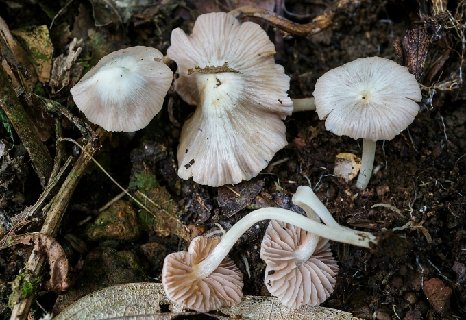 Loài mới Entoloma peristerinum. Ảnh: Nhóm nghiên cứu