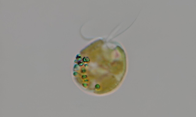 Một tế bào tảo vàng (Prymnesium parvum). Ảnh: Greg Southard/Sở Công viên và Động vật hoang dã Texas