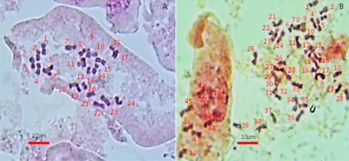 Hình ảnh trên kính hiển vi sâm Ngọc Linh thể lưỡng bội (trái) và thể tứ bội. Ảnh: Nhóm nghiên cứu