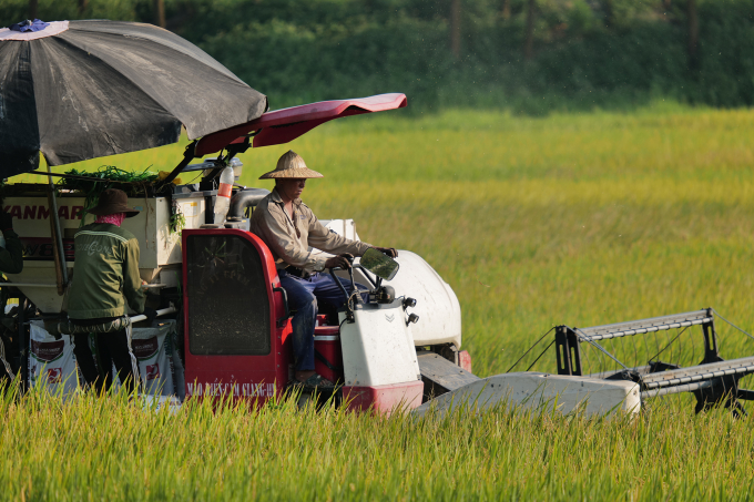 Gặt lúa ở Đông Anh, Hà Nội tháng 5/2023. Ảnh: Ngọc Thành
