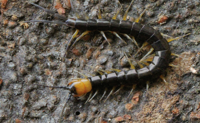 Scolopendra pinguis trong tự nhiên. Ảnh: Lê Xuân Sơn