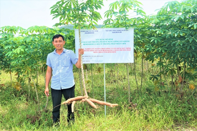 Mỗi cây giống sắn HN1 cho 5-10 củ to, dài, da láng mịn với hàm lượng tinh bột đạt trên 25%, vượt trội so với các giống sắn truyền thống. Ảnh: Thảo Chi