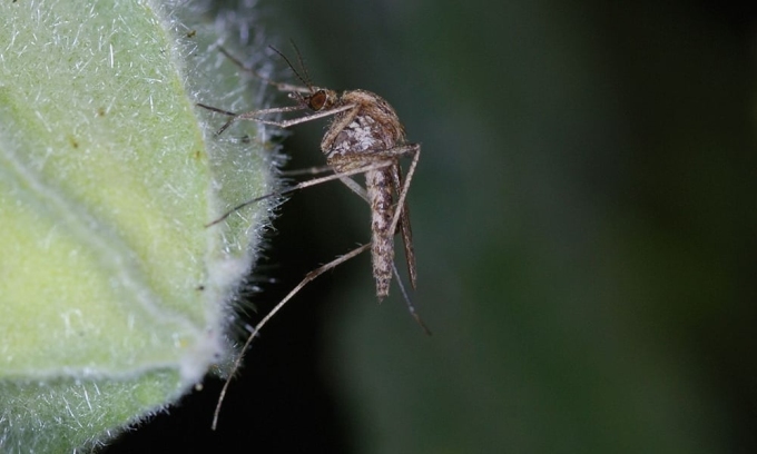 Một con muỗi đậu trên cây hollyhock. Ảnh: Andres bjurnemark